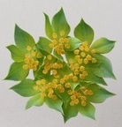 BUPLEURUM ROTUNDIFOL 60m - D