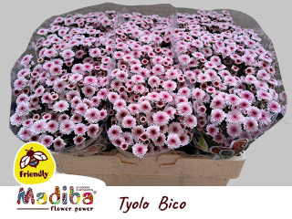 CHR S MAD TYOLO BICO 55cm/ 1100g - D