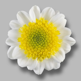CHR S SUN UP 55cm/1250g - D