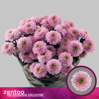 CHR T LETSGO PINK 70cm - D