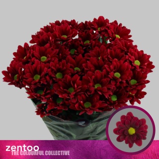 CHR T MEXICANO 70cm