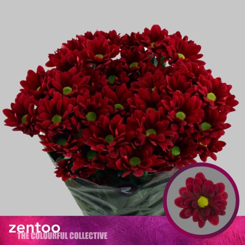 CHR T MEXICANO 70cm