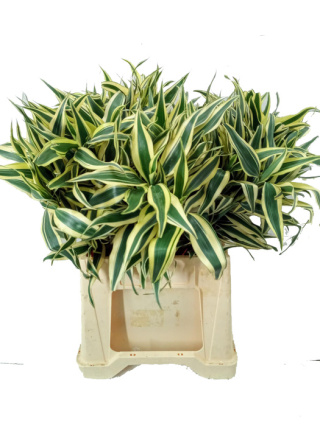 DRACAENA SANDERIANA WHITE 50cm - D