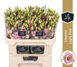 EUS G LISANNE L PINK 70cm - D
