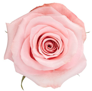 Ecuador - R BE SWEET 60cm