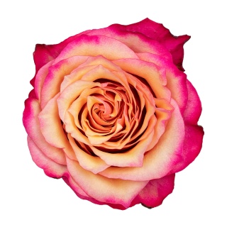 Ecuador - R Bogart 60cm