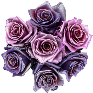 Ecuador - R GR BUNDLESS LOVE TINTED 60cm 26DM