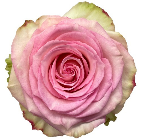 Ecuador - R ESPERANCE 60cm