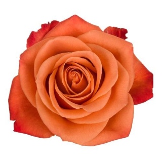 Ecuador - R ORANGE CRUSH 60cm