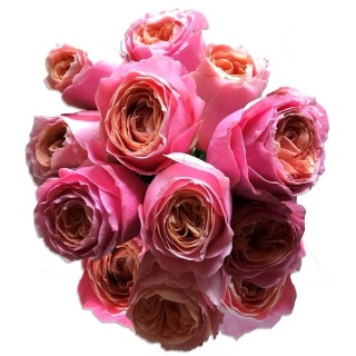 Ecuador - R LOVES ME 50cm
