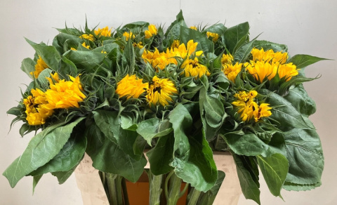 HELI VINCENTS CHOICE 80cm - D