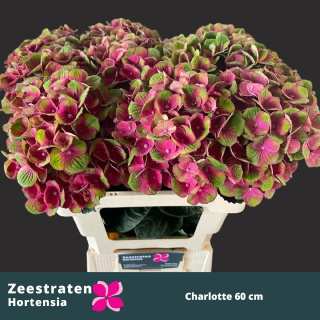 HYDR M MAG CHARLOTTE 65cm/H20 - D