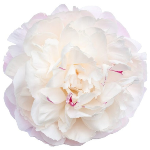 PAEO L GARDENIA 60cm - D