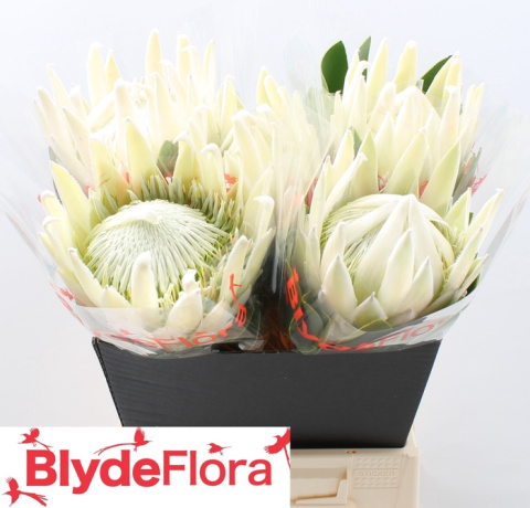 Protea Cynaroides Arctic Ice 50cm - D