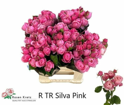 R Tr Silva Pink+ 40cm - D