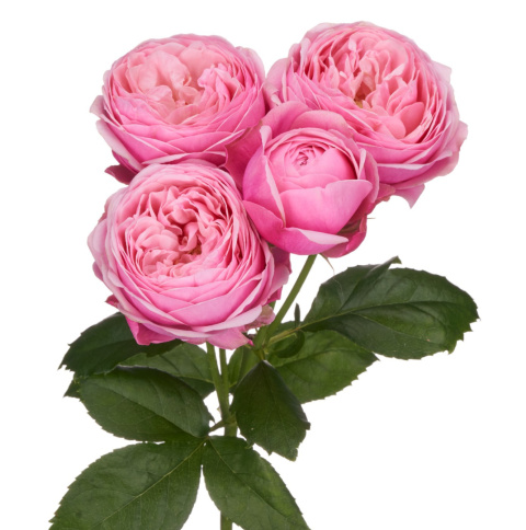 R Tr Silva Pink+ 40cm - D