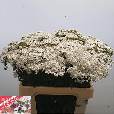 ACHIL M WHITE BEAUTY 80cm - D