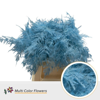 Asparagus 1e V Light Blue 45cm - D