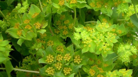 BUPLEURUM ROTUNDIFOL 60m - D