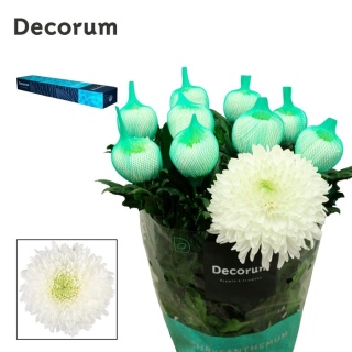 CHR G MAGNUM 75cm/ 125G - D