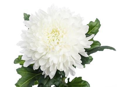 CHR G MAGNUM 75cm/ 125G - D
