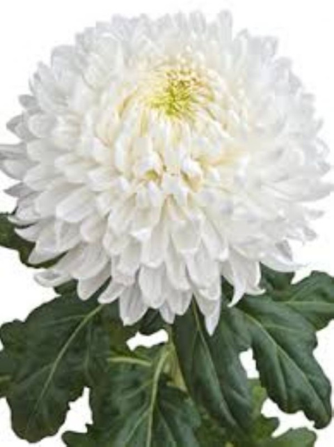 CHR G MAGNUM 75cm/ 125G - D