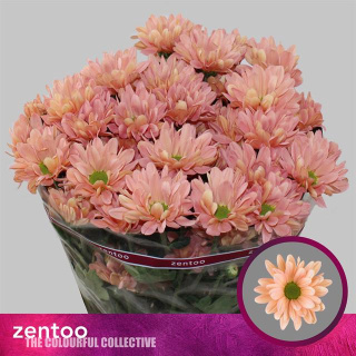 CHR T KATINKA SALMON Zentoo 70cm - D