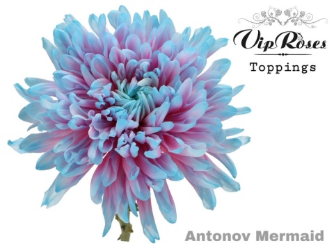 CHR G ANTONOV MERMAID 70cm - PROMO