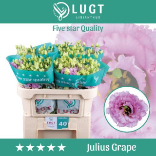 EUS G JULIUS GRAPE 70cm - D