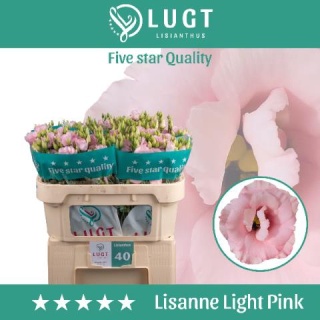 EUS G LISANNE LIGHT PINK 70cm - S