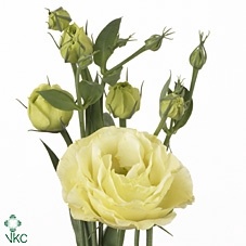 EUST G ROSITA YELLOW 70cm - D