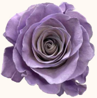 Ecuador - R GR Cadbury Cream / Soft Lavender TINTED 60cm