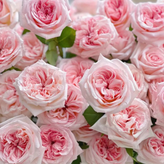Ecuador - R Pink O'HARA 50cm