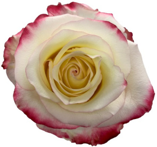 Ecuador - R SWEETNESS 50cm