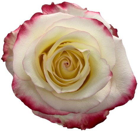 Ecuador - R SWEETNESS 50cm