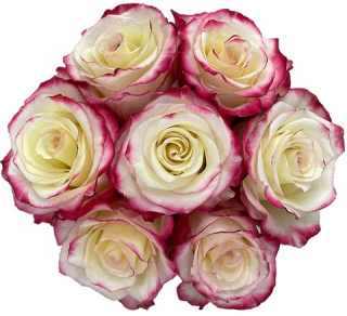 Ecuador - R SWEETNESS 50cm