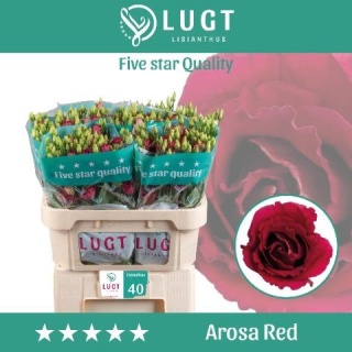 Eus G Arosa Red 70cm - D