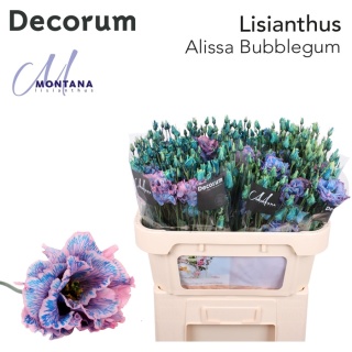 Eus Lisian Dye Alissa Bubblegum 70cm - PROMO