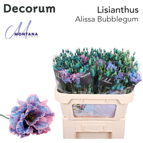 Eus Lisian Dye Alissa Bubblegum 70cm - PROMO