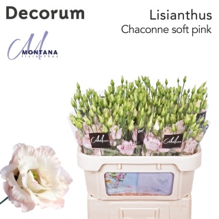 EUS Chaconne Soft Pink (DECORUM) 70cm - PROMO