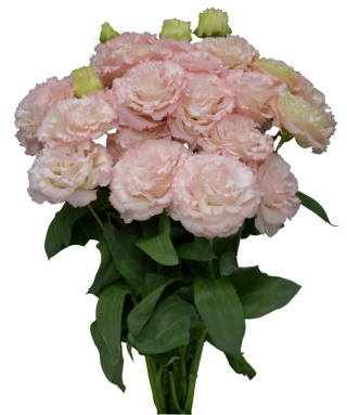 EUS Chaconne Soft Pink (DECORUM) 70cm - PROMO