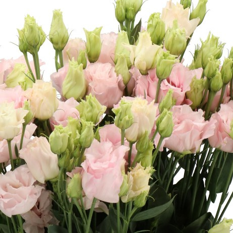 Eustoma Chaconne Soft Pink (DECORUM) 70cm - PROMO