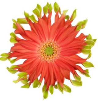 GE KV PASTINI RIVELLO 45cm - D
