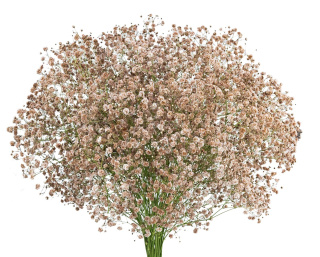 Gipsówka Coffe- Milk/Vintage 70cm-750 gr