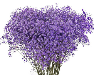 Gipsówka Violet 70cm-750 gr