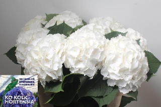 HYDR M VERENA WHITE Extra 60cm/H19 - S
