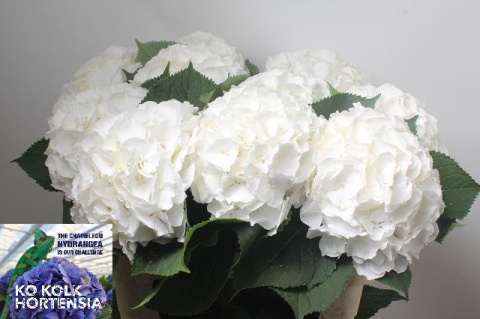 HYDR M WHITE VERENA Extra 60cm/H18 - S