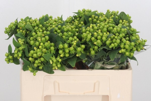 Hyp Mag Green 50cm - D