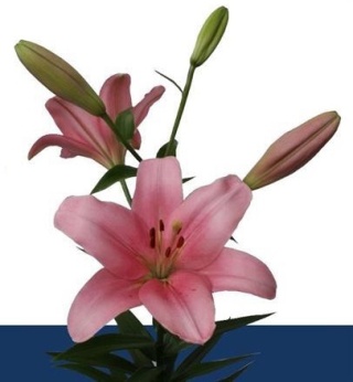 LI LA BRINDISI 3+ 90cm - D