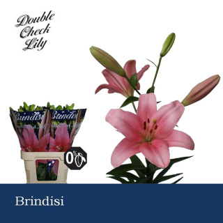 LI LA BRINDISI 3+ 85cm - D